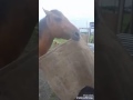 A Horse Just Horsing Around