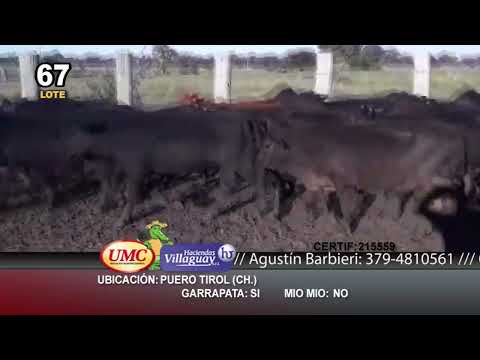Lote 100 Terneras en Puero Tirol, Chaco
