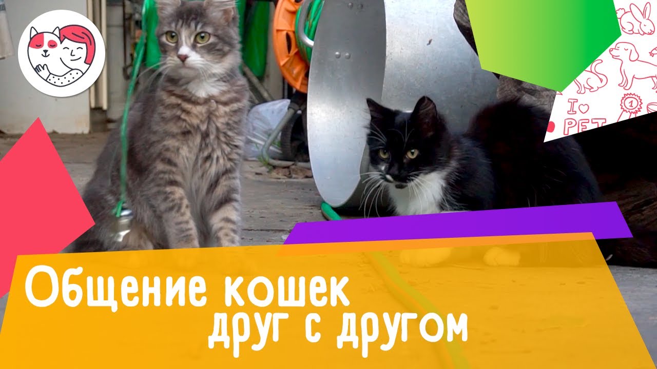 5 интересных фактов об общении кошек друг с другом