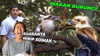 Download lagu SUARA BURUNG INI MIRIP KETAWA SOIMAH  BURUNG KOOKABUKKA mp3
