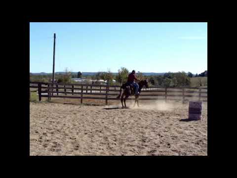 www.handrhorses.com AQHA grandson of PLAYGUN, REINING TRAINING, USED TO WORK CATTLE, SUPER BROKE