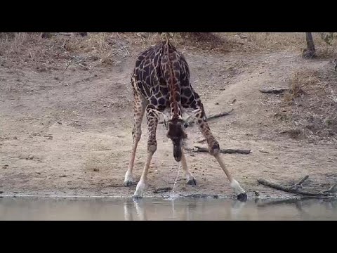 Djuma: Giraffe - 10:25 - 08/08/20
