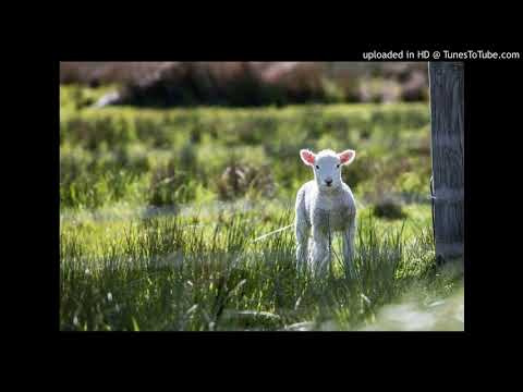 LISTEN TO THE LAMBS  NELSON ARION MALE VOICE CHOIR