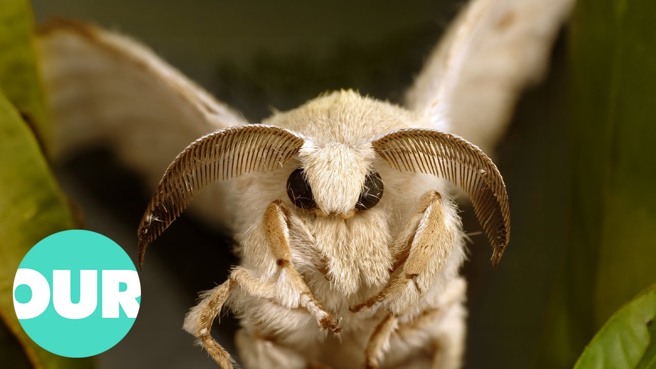 The Man Made Moth