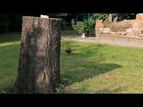 Enten Besuch auf Müllers Hühnerfarm 🦆🥰