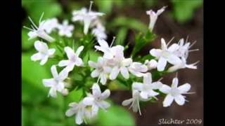 "White Heliotrope" by Arthur Symons, recited by The Wordman