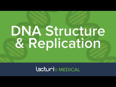 DNA Structure and Replication | Biochemistry