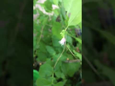 スノーベリー 植物