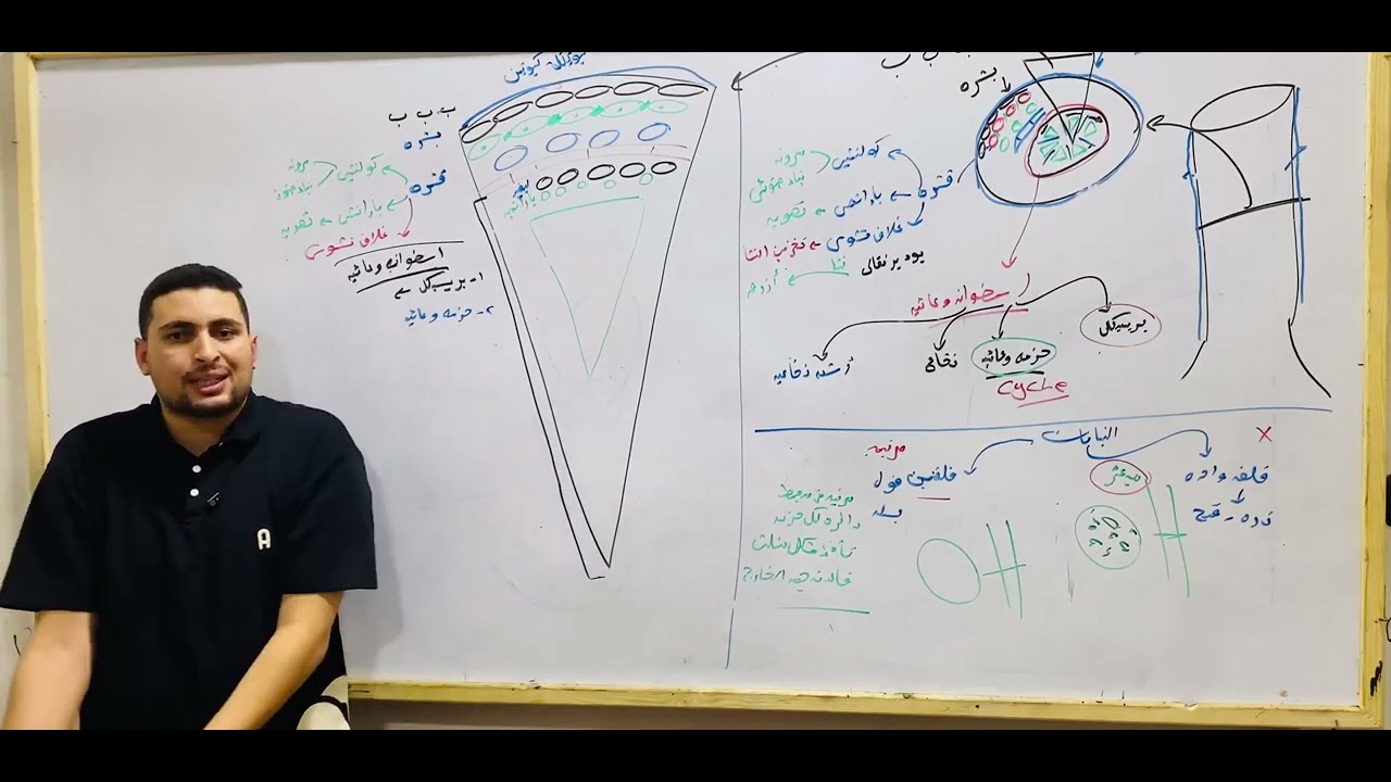 شرح تركيب الساق في النبات (الخشب واللحاء) | النقل في النبات احياء تانية ثانوي