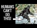 The IMPOSSIBLE Walk of the Patterson Gimlin Bigfoot Film ( a Documentary )