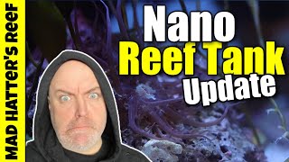The Nano Reef Tank Update