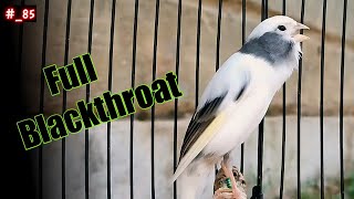 Download lagu training song for your canary, so that it sings as sweetly as a blackthroat 85 mp3