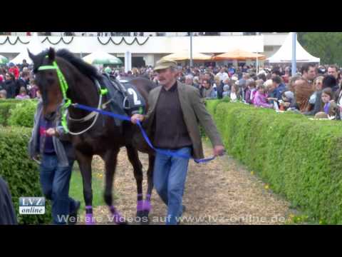 15.000 Besucher bei Aufgalopp im Scheibenholz
