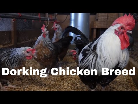image-Are Dorking chickens good layers?