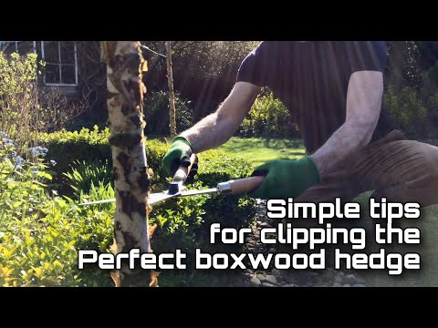 Simple Tips: Trimming the perfect hedge #boxwood