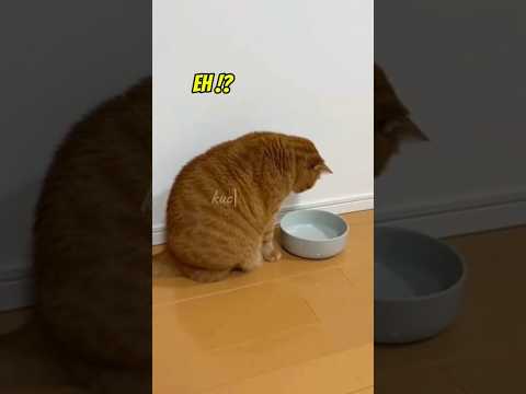 The Purrfect Diet for Your Cat: Separating Fact from Feline Fiction