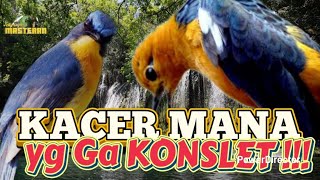 Download lagu Tledekan gunung gacor Vs Anis merah Gacor | pancingan kacer konslet auto buka ekor❗❗❗ mp3