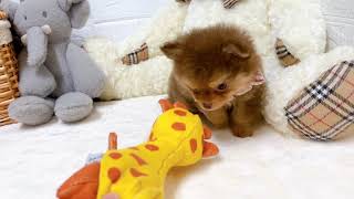 ハーフ犬の動画01
