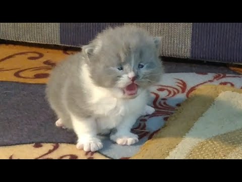 New Born Kittens Start Walking Now And Mother Cat Moving Them To Every Room