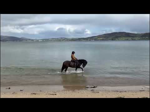 14.2h Gelding Connemara X - Image 2