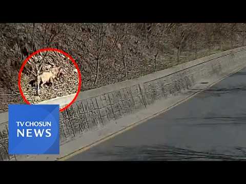 TV조선 포획 작전 진행 중 보도