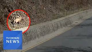 '탈출 늑대' 늑구 5일 만에 발견…포획 작전 진행 중 [뉴스퍼레이드]
