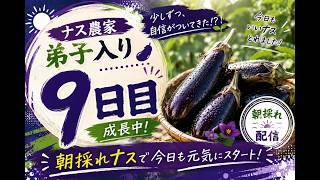 【LIVEアーカイブ】🍆ナス農家弟子入り9日目！朝採れナスを収穫！収穫にもだんだん自信がついてきた！？👑26.7.22