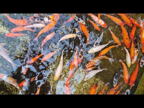 Video pregled koi ribe