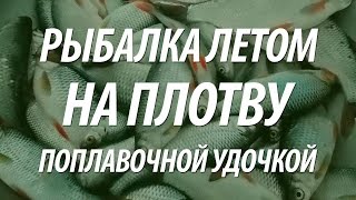 Ловля плотву на удочку летом