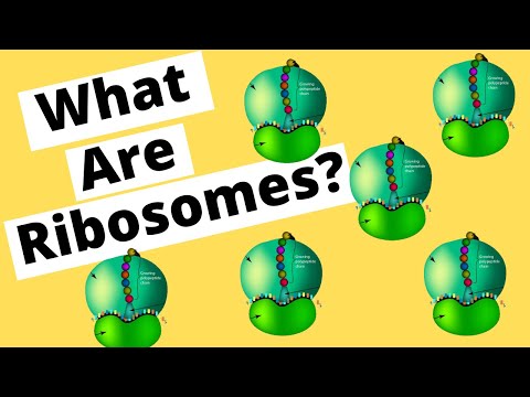 Ribosomes make Protein