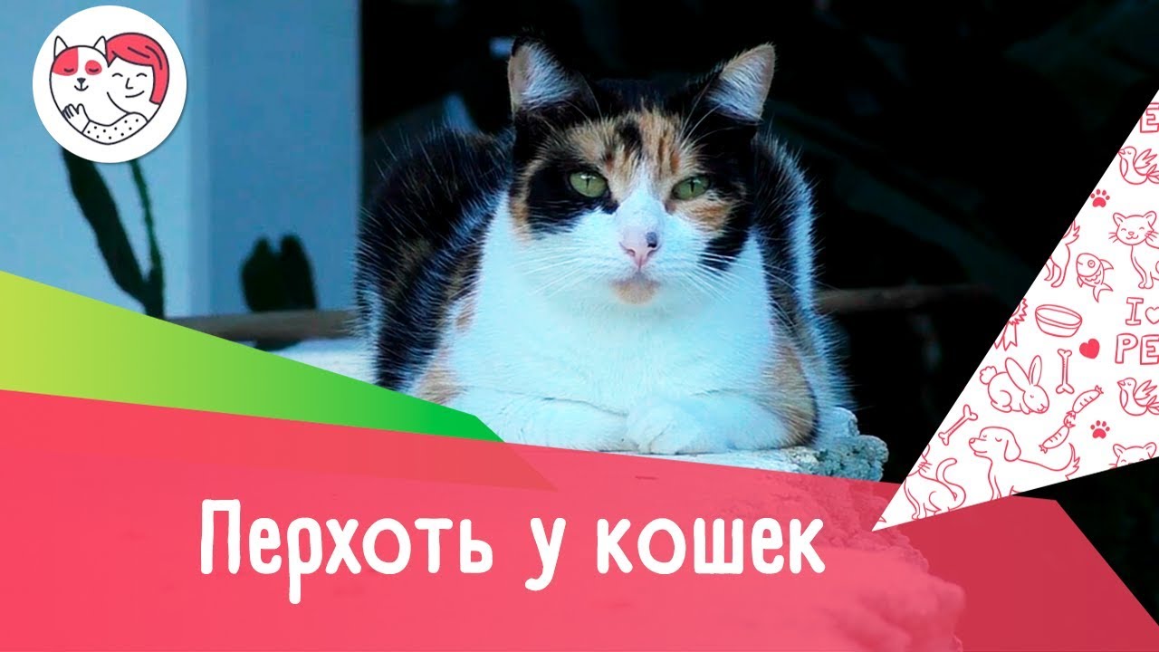 5 причин перхоти у кошек