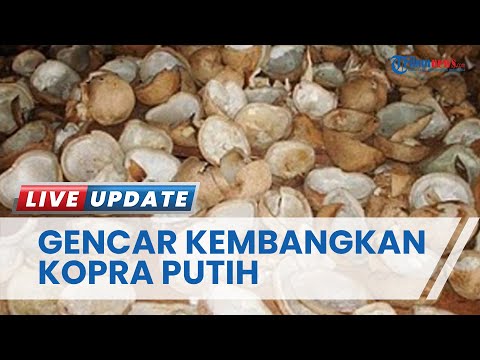 Pemkab Halmahera Selatan Gencar Kembangkan Kopra Putih, Kepala Distan: Kita Fokus di Gane