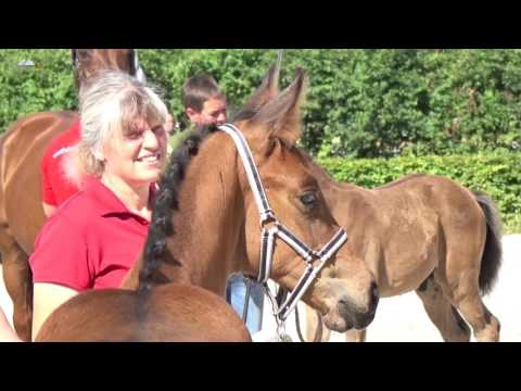 Trailer Fohlenschau Fohlenhof