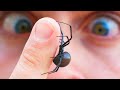 BITTEN By BLACK WIDOW