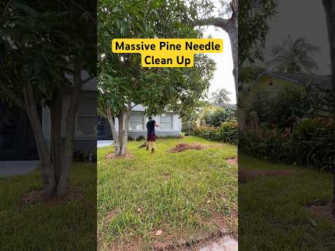 Pine Needles were TAKING OVER this Lawn! #beforeandafter #lawncare #pineneedle #raking #lawncleanup