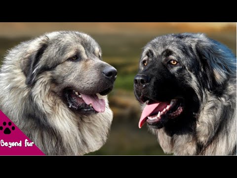 You Must Be Alfa for this Dog- Sarplaninac-Illyrian Shepherd Dog