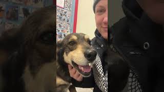 Video preview image #1 Labsky Puppy For Sale in Webster, WI, USA