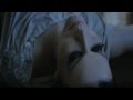 Hooverphonic - How Can You Sleep Tonight / SEVDA