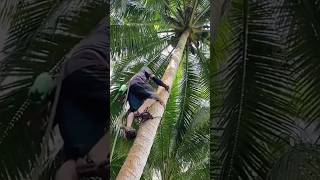 Download lagu Alat Sederhana Untuk Memanjat Pohon Kelapa mp3 Download lagu Alat Sederhana Untuk Memanjat Pohon Kelapa mp3