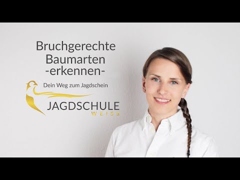 Bruchgerechte Baumarten erkennen  - Jagdschule Weiss - Jagdschein machen