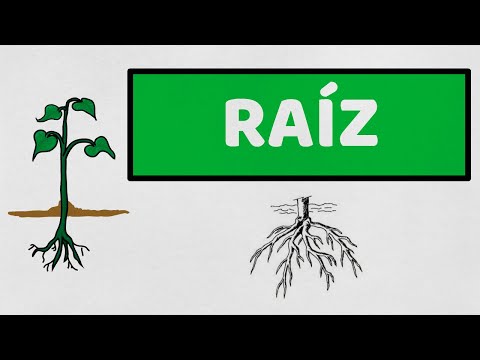 ☘️ RAÍZ: Anatomía, Morfología y Clasificación | Biología Vegetal