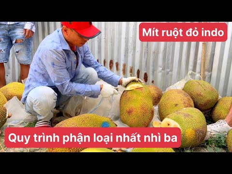 PHẦN 2: Quy trinh phân loại mít ruột đỏ mít như thế nào để đạt mít loại nhất ..??