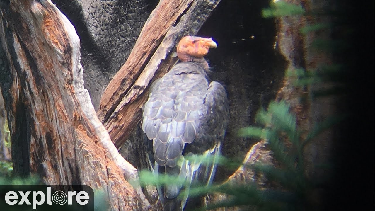 Live webcam view of Condor Nest Cam