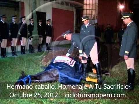 Hermano Caballo    Homenaje a tu sacrificio