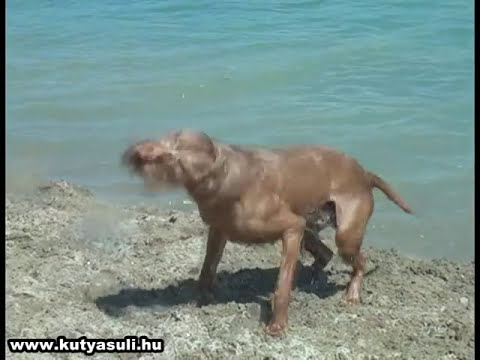 כלבים שמחים ביום כיף בים