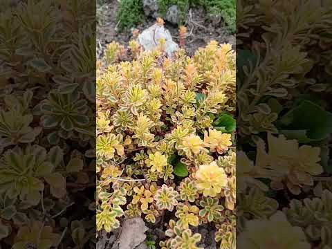 Cедум/ Очиток Вариегата / контейнер 0,2-0,3л - фото 1 - id-p3012328774