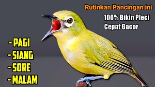 Download lagu PLECI GACOR suara ngalas TERAPI PLECI rutinkan pancingan ini pagi siang sore malam agar pleci gacor mp3 Download lagu PLECI GACOR suara ngalas TERAPI PLECI rutinkan pancingan ini pagi siang sore malam agar pleci gacor mp3
