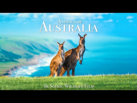 Animals of Australia 4K - Scenic Wildlife Film With Calming Music