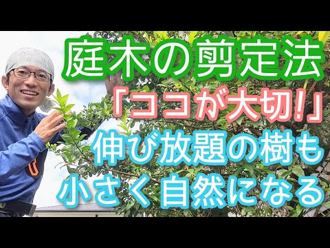 フクシアの剪定方法は？植物が実際に再び成長できるようにするには、いつ剪定する必要がありますか?  庭園