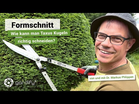 Shape the yew into a ball using hand-held hedge trimmers (Taxus ball). Topiary with Taxus!